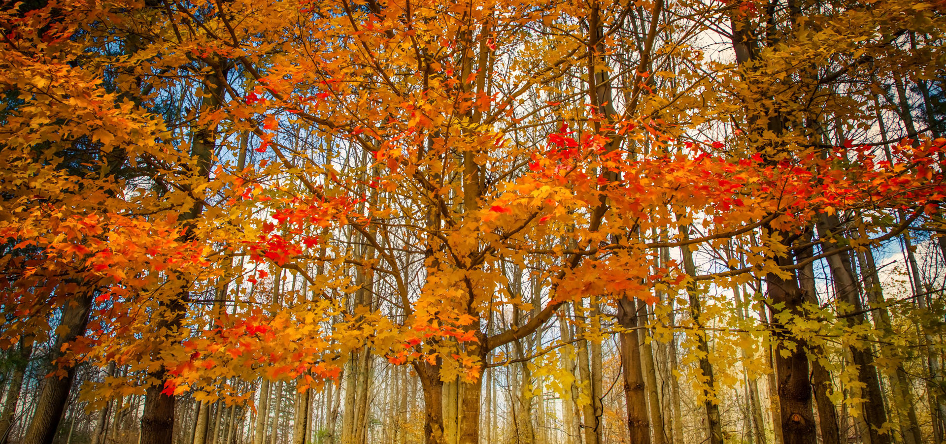 bunch of trees with combination of crimson red and yellow leaves hanging atop