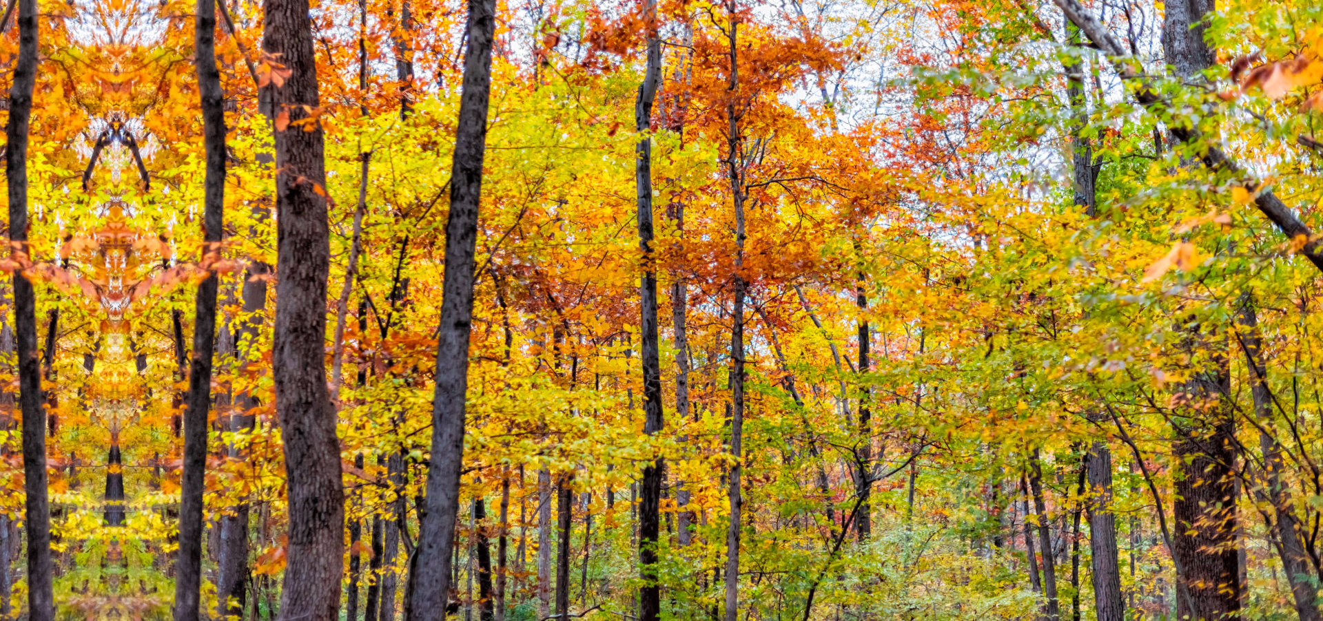colorful autumn trees